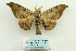  ( - ARB00028838)  @13 [ ] Copyright  SCDBC-KIZ-CAS, Imaging group Kunming Institute of Zoology, CAS