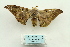  ( - ARB00028839)  @13 [ ] Copyright  SCDBC-KIZ-CAS, Imaging group Kunming Institute of Zoology, CAS