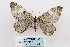  (Rheumaptera nigralbata - ARB00029007)  @13 [ ] Copyright  SCDBC-KIZ-CAS, Imaging group Kunming Institute of Zoology, CAS
