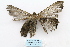  ( - ARB00029104)  @12 [ ] Copyright  SCDBC-KIZ-CAS, Imaging group Kunming Institute of Zoology, CAS