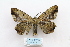  ( - ARB00029132)  @12 [ ] Copyright  SCDBC-KIZ-CAS, Imaging group Kunming Institute of Zoology, CAS