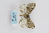  (Abraxas sp. 5852 - ARB00009168)  @12 [ ] Copyright (2012) SCDBC-KIZ-CAS, Imaging group Kunming Institute of Zoology, CAS