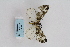  (Abraxas sp. 5033 - ARB00009170)  @13 [ ] Copyright (2012) SCDBC-KIZ-CAS, Imaging group Kunming Institute of Zoology, CAS