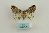  ( - ARB00009196)  @13 [ ] Copyright  SCDBC-KIZ-CAS, Imaging group Kunming Institute of Zoology, CAS