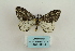  ( - ARB00009202)  @13 [ ] Copyright  SCDBC-KIZ-CAS, Imaging group Kunming Institute of Zoology, CAS