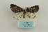  ( - ARB00009203)  @11 [ ] Copyright  SCDBC-KIZ-CAS, Imaging group Kunming Institute of Zoology, CAS