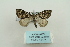  ( - ARB00009364)  @13 [ ] Copyright  SCDBC-KIZ-CAS, Imaging group Kunming Institute of Zoology, CAS