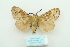  (Dendrolimus monticola - ARB00009497)  @13 [ ] Copyright  SCDBC-KIZ-CAS, Imaging group Kunming Institute of Zoology, CAS