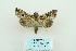  ( - ARB00009619)  @13 [ ] Copyright  SCDBC-KIZ-CAS, Imaging group Kunming Institute of Zoology, CAS