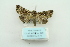  ( - ARB00009620)  @12 [ ] Copyright  SCDBC-KIZ-CAS, Imaging group Kunming Institute of Zoology, CAS
