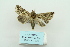  ( - ARB00009622)  @12 [ ] Copyright  SCDBC-KIZ-CAS, Imaging group Kunming Institute of Zoology, CAS