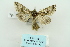  ( - ARB00009624)  @12 [ ] Copyright  SCDBC-KIZ-CAS, Imaging group Kunming Institute of Zoology, CAS