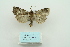  (Xestia vidua - ARB00009821)  @13 [ ] Copyright  SCDBC-KIZ-CAS, Imaging group Kunming Institute of Zoology, CAS
