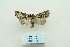  ( - ARB00009823)  @12 [ ] Copyright  SCDBC-KIZ-CAS, Imaging group Kunming Institute of Zoology, CAS