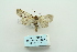  ( - ARB00009850)  @12 [ ] Copyright  SCDBC-KIZ-CAS, Imaging group Kunming Institute of Zoology, CAS