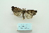  ( - ARB00009860)  @13 [ ] Copyright  SCDBC-KIZ-CAS, Imaging group Kunming Institute of Zoology, CAS
