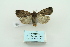  ( - ARB00009953)  @13 [ ] Copyright  SCDBC-KIZ-CAS, Imaging group Kunming Institute of Zoology, CAS