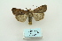  (Diarsia nigrosigna - ARB00010027)  @13 [ ] Copyright  SCDBC-KIZ-CAS, Imaging group Kunming Institute of Zoology, CAS
