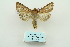  ( - ARB00010051)  @13 [ ] Copyright  SCDBC-KIZ-CAS, Imaging group Kunming Institute of Zoology, CAS