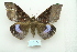  ( - ARB00010055)  @14 [ ] Copyright  SCDBC-KIZ-CAS, Imaging group Kunming Institute of Zoology, CAS