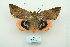  ( - ARB00010070)  @14 [ ] Copyright  SCDBC-KIZ-CAS, Imaging group Kunming Institute of Zoology, CAS