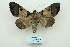  ( - ARB00010071)  @13 [ ] Copyright  SCDBC-KIZ-CAS, Imaging group Kunming Institute of Zoology, CAS