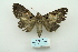  ( - ARB00010072)  @12 [ ] Copyright  SCDBC-KIZ-CAS, Imaging group Kunming Institute of Zoology, CAS