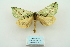  ( - ARB00010073)  @11 [ ] Copyright  SCDBC-KIZ-CAS, Imaging group Kunming Institute of Zoology, CAS