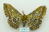  ( - ARB00010180)  @12 [ ] Copyright  SCDBC-KIZ-CAS, Imaging group Kunming Institute of Zoology, CAS