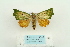 ( - ARB00023588)  @13 [ ] Copyright  SCDBC-KIZ-CAS, Imaging group Kunming Institute of Zoology, CAS