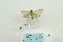  ( - ARB00023636)  @11 [ ] Copyright  SCDBC-KIZ-CAS, Imaging group Kunming Institute of Zoology, CAS