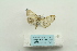  (Dichocrocis nr. definita - ARB00023639)  @12 [ ] Copyright  SCDBC-KIZ-CAS, Imaging group Kunming Institute of Zoology, CAS