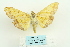  (Botyodes asialis - ARB00023757)  @14 [ ] Copyright  SCDBC-KIZ-CAS, Imaging group Kunming Institute of Zoology, CAS