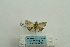  ( - ARB00023811)  @11 [ ] Copyright  SCDBC-KIZ-CAS, Imaging group Kunming Institute of Zoology, CAS