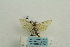  ( - ARB00023896)  @13 [ ] Copyright  SCDBC-KIZ-CAS, Imaging group Kunming Institute of Zoology, CAS