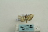  ( - ARB00023907)  @12 [ ] Copyright  SCDBC-KIZ-CAS, Imaging group Kunming Institute of Zoology, CAS