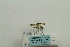  (Cnaphalocrocis latimarginalis - ARB00023941)  @11 [ ] Copyright  SCDBC-KIZ-CAS, Imaging group Kunming Institute of Zoology, CAS