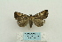  ( - ARB00024049)  @13 [ ] Copyright  SCDBC-KIZ-CAS, Imaging group Kunming Institute of Zoology, CAS