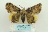  ( - ARB00024126)  @13 [ ] Copyright  SCDBC-KIZ-CAS, Imaging group Kunming Institute of Zoology, CAS