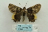  ( - ARB00024127)  @12 [ ] Copyright  SCDBC-KIZ-CAS, Imaging group Kunming Institute of Zoology, CAS