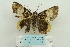  ( - ARB00024128)  @12 [ ] Copyright  SCDBC-KIZ-CAS, Imaging group Kunming Institute of Zoology, CAS