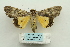  ( - ARB00024138)  @13 [ ] Copyright  SCDBC-KIZ-CAS, Imaging group Kunming Institute of Zoology, CAS