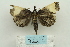  ( - ARB00024141)  @13 [ ] Copyright  SCDBC-KIZ-CAS, Imaging group Kunming Institute of Zoology, CAS