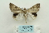  ( - ARB00024144)  @12 [ ] Copyright  SCDBC-KIZ-CAS, Imaging group Kunming Institute of Zoology, CAS