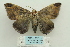  ( - ARB00024157)  @12 [ ] Copyright  SCDBC-KIZ-CAS, Imaging group Kunming Institute of Zoology, CAS