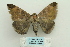  ( - ARB00024158)  @12 [ ] Copyright  SCDBC-KIZ-CAS, Imaging group Kunming Institute of Zoology, CAS