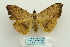  ( - ARB00024164)  @14 [ ] Copyright  SCDBC-KIZ-CAS, Imaging group Kunming Institute of Zoology, CAS