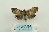 ( - ARB00024186)  @12 [ ] Copyright  SCDBC-KIZ-CAS, Imaging group Kunming Institute of Zoology, CAS