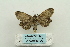  ( - ARB00024187)  @12 [ ] Copyright  SCDBC-KIZ-CAS, Imaging group Kunming Institute of Zoology, CAS