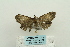  ( - ARB00024188)  @12 [ ] Copyright  SCDBC-KIZ-CAS, Imaging group Kunming Institute of Zoology, CAS